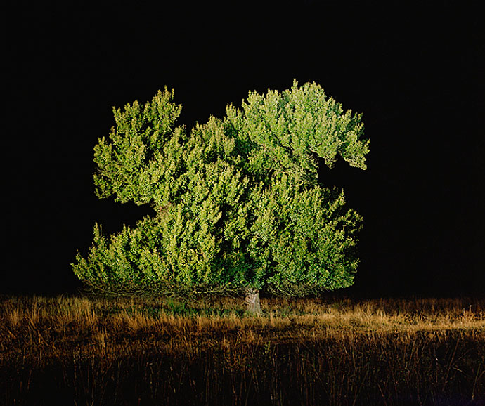 Expoziție de fotografie, Arbori Bătrâni - Florin Ghenade. Vineri, 6 noiembrie, în spațiul Kube Musette, Bd. Calea Victoriei, nr. 114.
